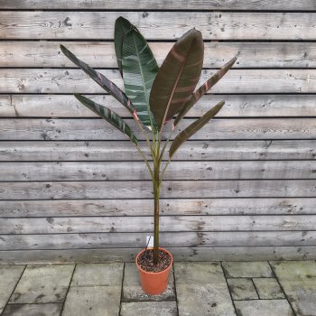 Musa acuminata  (Banánovník panašovaný) ‘Nono Hot Pink’ -výška 140-160 cm, kont.C10L